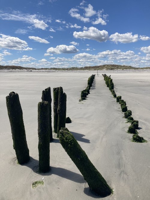 Weathered wooden posts covered in moss line a sandy beach under a bright blue sky with fluffy clouds.