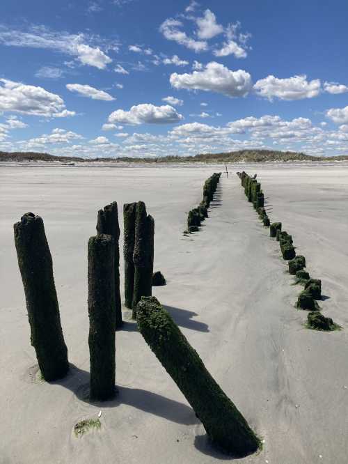 Weathered wooden posts covered in moss line a sandy beach under a bright blue sky with fluffy clouds.