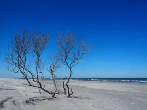 A barren tree stands on a sandy beach under a clear blue sky, with gentle waves in the background.