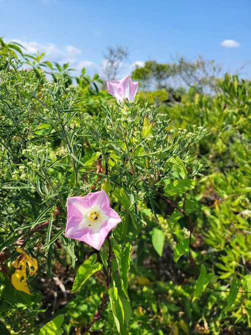 Two pink flowers bloom among green foliage under a clear blue sky.