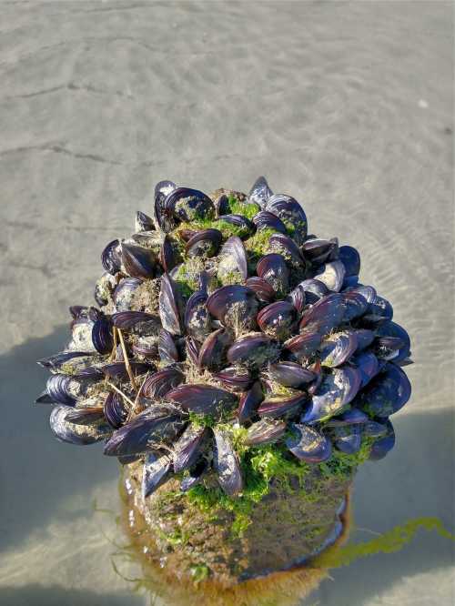 A cluster of dark blue mussels attached to a rocky surface, partially submerged in clear water.