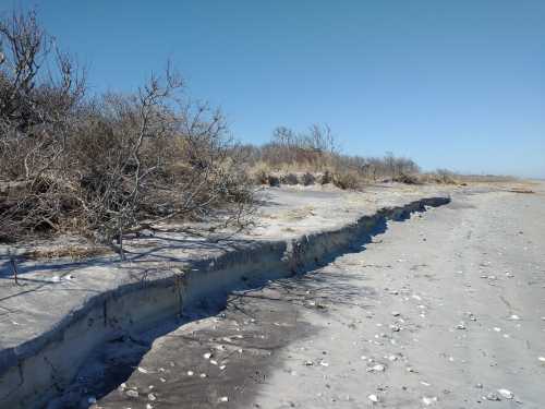 A sandy beach with a steep, eroded edge and sparse vegetation under a clear blue sky.