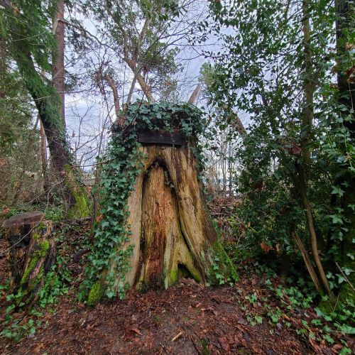 A tree stump covered in ivy, surrounded by dense greenery in a forested area.