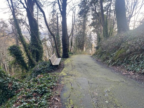 A quiet, overgrown path lined with trees, featuring a wooden bench on the side.