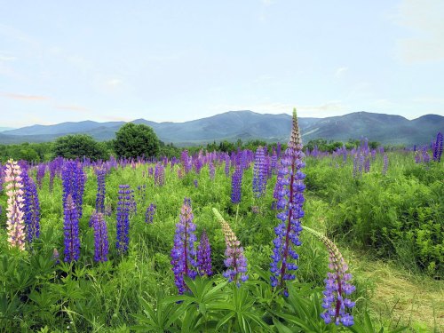 A vibrant field of purple lupines with green foliage and mountains in the background under a clear sky.