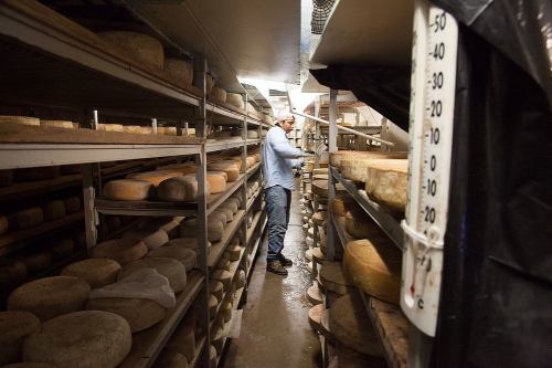 A cheese maker inspects shelves filled with various cheeses in a storage room.