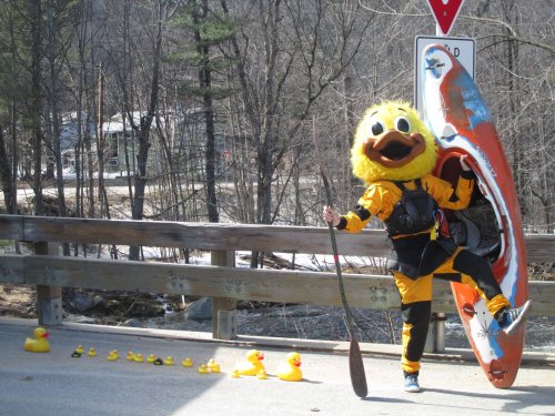 A person in a duck costume poses with a kayak and rubber ducks along a road in a wooded area.