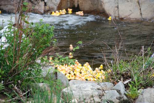 A stream with a cluster of yellow rubber ducks among rocks and greenery, flowing water in the background.