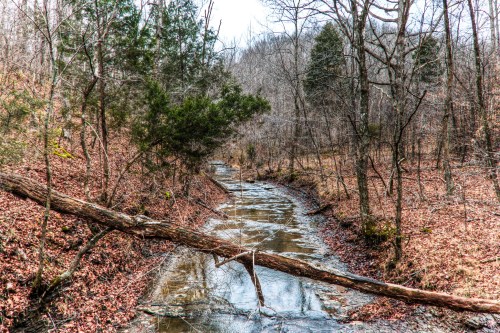 A serene creek flows through a wooded area, with fallen branches and autumn leaves lining the banks.