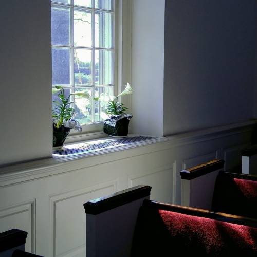 A sunlit window with potted plants, casting soft shadows on a white wall, beside red church pews.