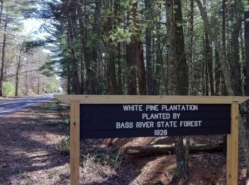 Sign for White Pine Plantation, planted by Bass River State Forest in 1928, with a wooded area and road in the background.