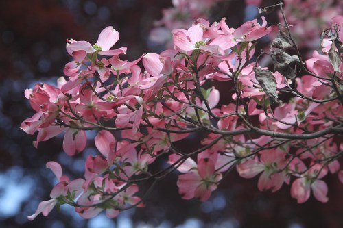 A close-up of pink dogwood flowers blooming on a branch against a blurred background.