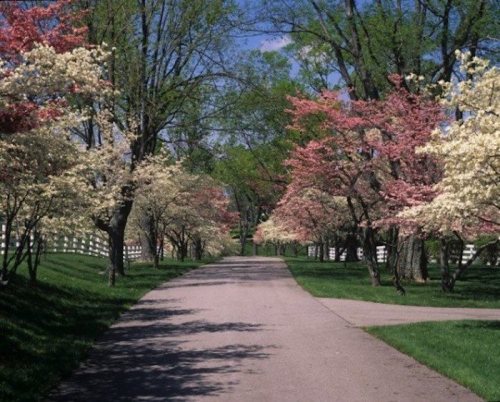 A scenic pathway lined with blooming trees in shades of pink and white, under a clear blue sky.