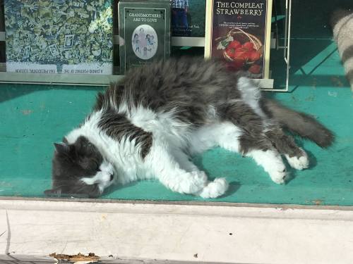A fluffy gray and white cat sleeping peacefully in a shop window, surrounded by books.