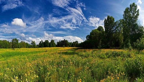 A vibrant field of wildflowers under a blue sky with fluffy clouds and lush green trees in the background.