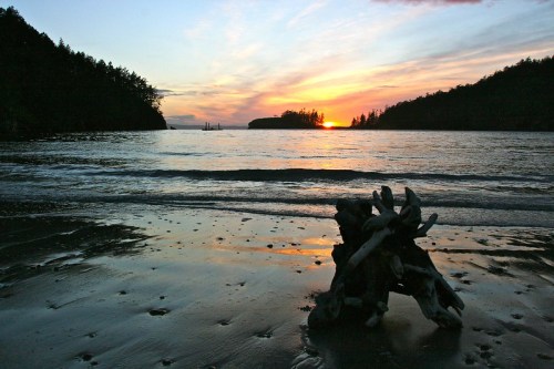 A serene beach at sunset, with gentle waves, silhouetted trees, and a piece of driftwood in the foreground.