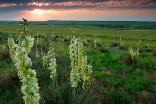 A field of tall, white flowers under a dramatic sunset, with rolling green hills in the background.