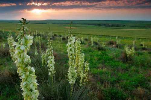 A field of tall, white flowers under a dramatic sunset, with rolling green hills in the background.