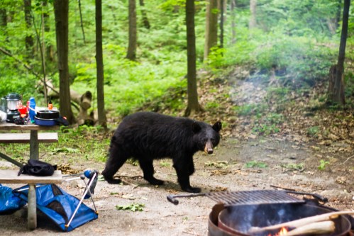 A black bear approaches a campsite with a picnic table and a fire pit surrounded by lush green trees.