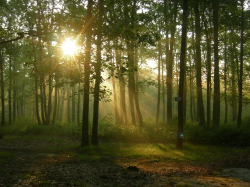 Sunlight filters through trees in a misty forest, creating a serene and tranquil atmosphere.
