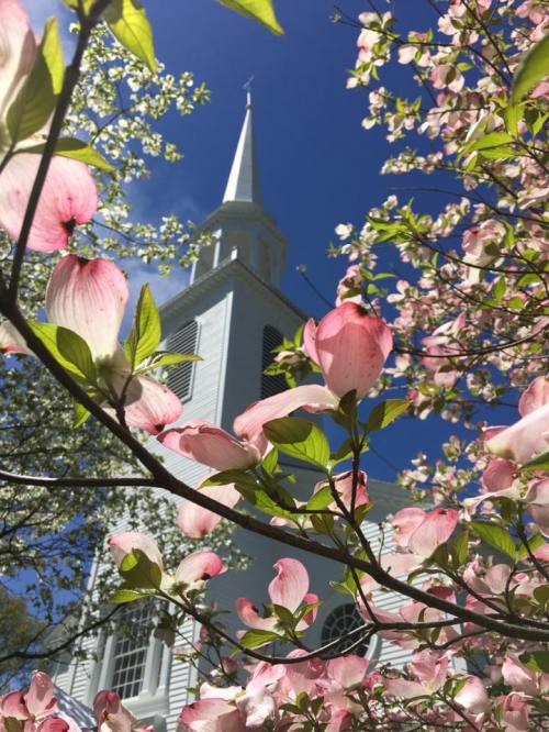 A white church steeple rises above blooming pink dogwood flowers against a bright blue sky.