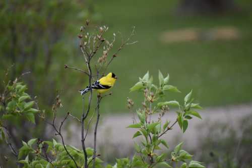 A yellow bird perched on a branch with green leaves in a blurred outdoor setting.