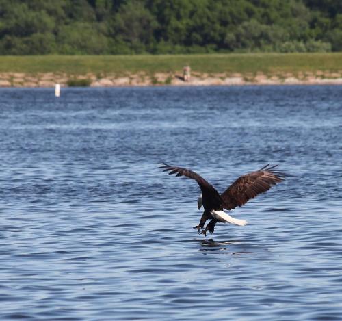 A bird with dark wings and a white tail skims the surface of a calm lake, surrounded by greenery.