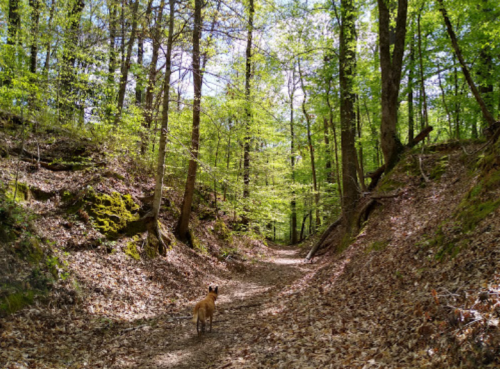 A dog stands on a dirt path surrounded by lush green trees and fallen leaves in a serene forest setting.