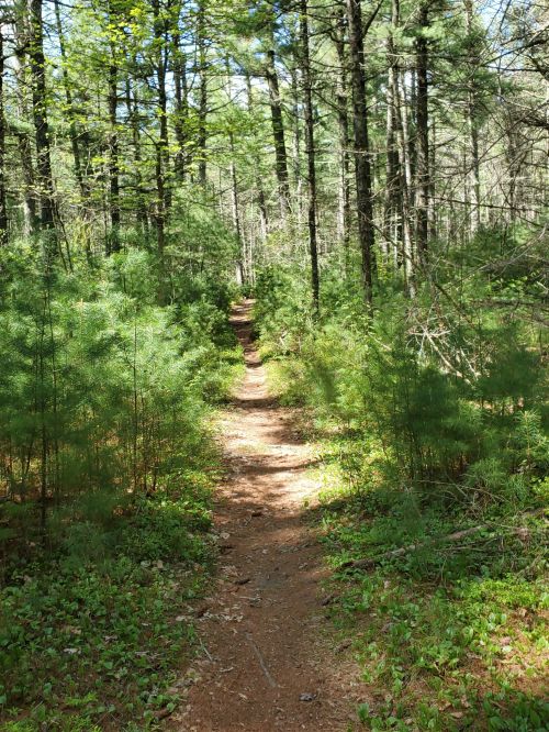 A narrow dirt path winds through a lush green forest with tall trees and underbrush on either side.
