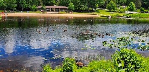 A serene lake scene with ducks swimming, surrounded by greenery and a sandy beach in the background.