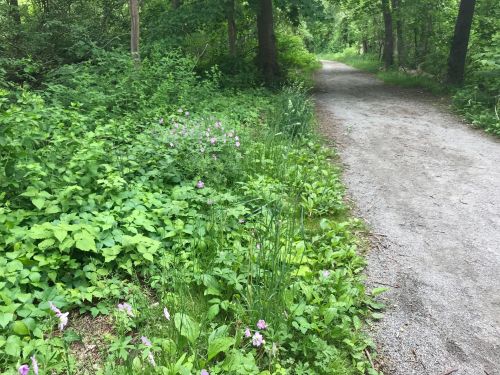 A gravel path winds through a lush green forest, bordered by wildflowers and dense foliage on either side.