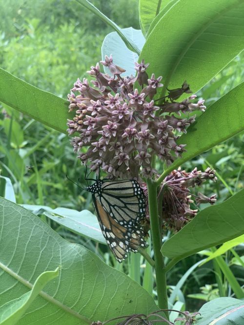 A monarch butterfly rests on a cluster of pink flowers surrounded by green leaves in a lush, natural setting.