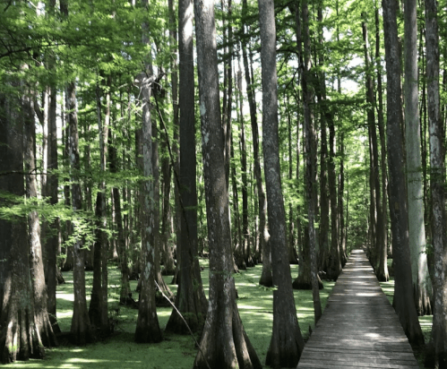 A wooden walkway through a lush green forest with tall trees and a carpet of mossy ground.