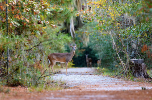 A deer stands on a forest path surrounded by trees and foliage, with another deer visible in the background.