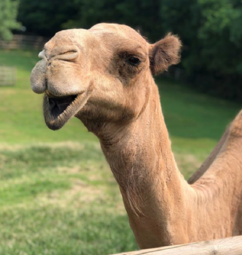 A close-up of a smiling camel with a grassy background, showcasing its unique features and friendly expression.