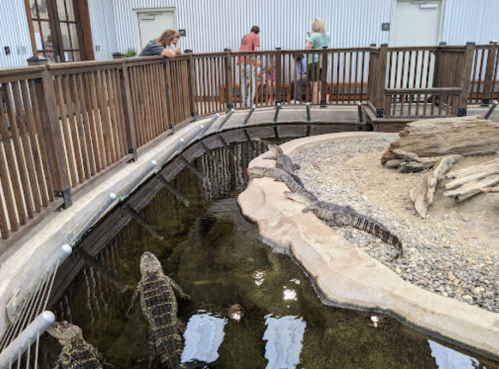 A shallow pond with alligators, surrounded by wooden fencing, while visitors observe from the edge.