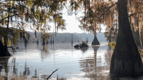 A serene swamp scene with cypress trees reflected in calm water, surrounded by mist and soft morning light.