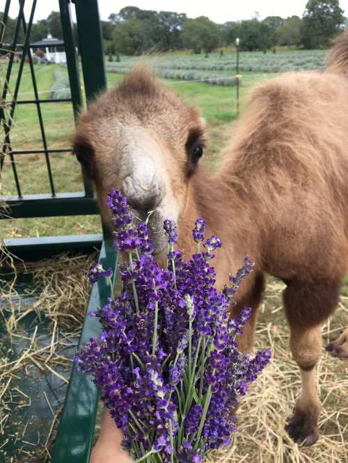 A young camel curiously sniffs a bouquet of purple flowers in a grassy field.