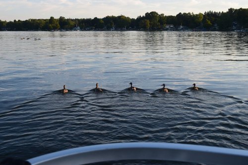 Five ducks swim in a line across a calm lake, with trees and a cloudy sky in the background.