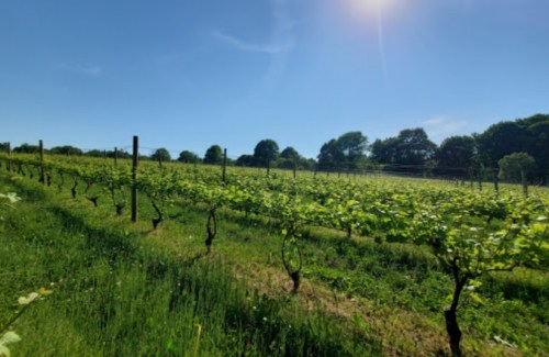 A sunny vineyard with rows of grapevines stretching across a green landscape under a clear blue sky.