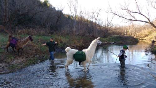 A person wades in a stream with a llama, while another llama stands nearby on the bank. Trees line the background.