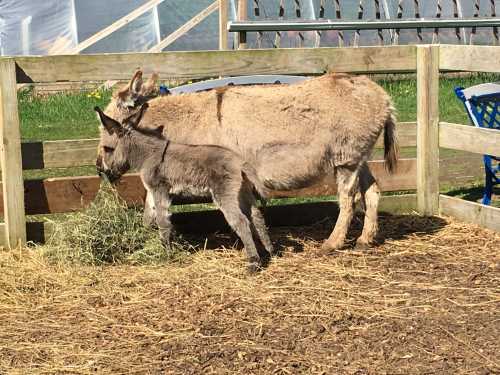 A brown donkey and a gray foal stand together in a pen, eating hay on a sunny day.