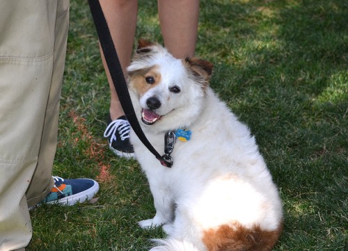 A small, fluffy dog with a white coat and brown patches sits on grass, smiling beside a person holding a leash.