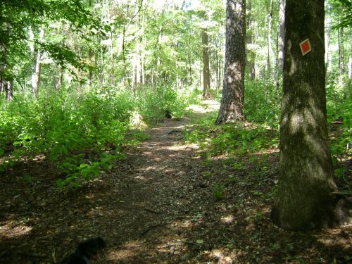 A wooded path through a lush forest, with trees and greenery on either side. A trail marker is visible on a tree.