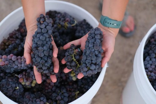 Two hands holding clusters of dark grapes above a bucket filled with more grapes.