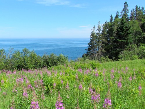 A vibrant field of purple flowers in front of a calm blue ocean and green trees under a clear blue sky.
