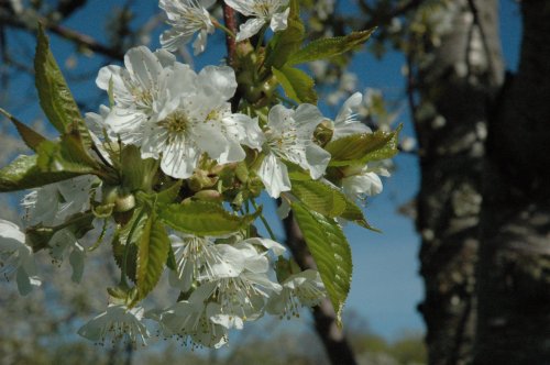 Close-up of white cherry blossoms with green leaves against a blue sky.