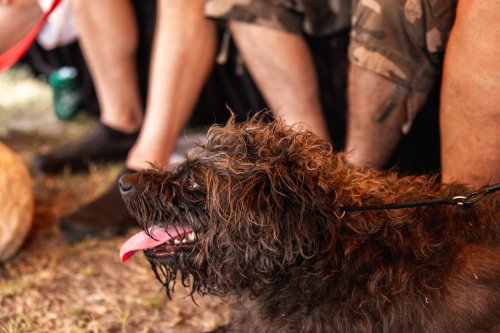 A scruffy dog with a tongue out sits on the ground near people’s legs at an outdoor event.
