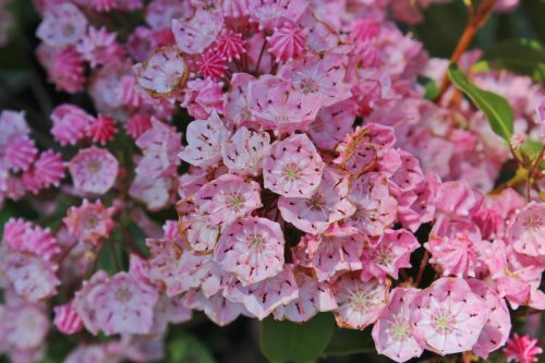 A close-up of clusters of pink flowers with white centers, surrounded by green leaves.