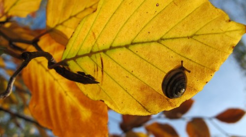 A small snail rests on a vibrant yellow leaf against a blue sky background.